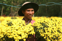 Rực rỡ làng hoa Sa Đéc ngày giáp Tết ảnh 7