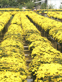 Rực rỡ làng hoa Sa Đéc ngày giáp Tết ảnh 2