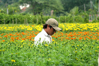 Rực rỡ làng hoa Sa Đéc ngày giáp Tết ảnh 3