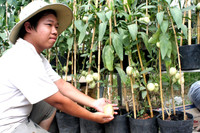 Rực rỡ làng hoa Sa Đéc ngày giáp Tết ảnh 8