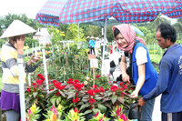 Rực rỡ làng hoa Sa Đéc ngày giáp Tết ảnh 9