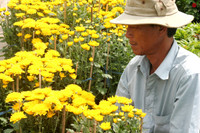 Rực rỡ làng hoa Sa Đéc ngày giáp Tết ảnh 5