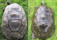 Rùa già nhất thế giới lần đầu được tắm sau 184 năm ảnh 5