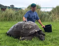 Rùa già nhất thế giới lần đầu được tắm sau 184 năm ảnh 4