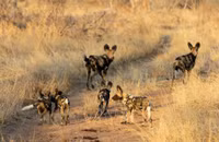 Cho hoang bi linh duong dau bo duoi te khoi - Anh 6