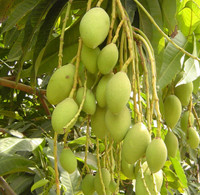 15 lợi ích ngoài sức tưởng tượng của xoài ảnh 3 15 lợi ích ngoài sức tưởng tượng của xoài ảnh 3