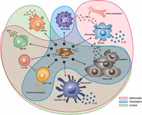 Triển vọng chữa ung thư bằng... vi khuẩn