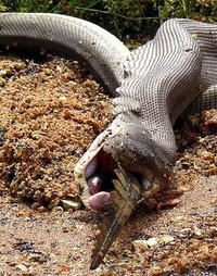 Trăn nuốt chửng cá sấu sau trận quyết đấu ảnh 6