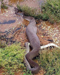 Trăn nuốt chửng cá sấu sau trận quyết đấu ảnh 7