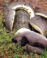 Trăn nuốt chửng cá sấu sau trận quyết đấu ảnh 3