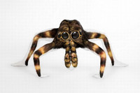 Tron mat truoc nhung bac thay nguy trang