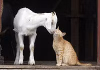 Ảnh hài: Năm Mùi ngắm ảnh... dê