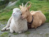 Ảnh hài: Năm Mùi ngắm ảnh... dê