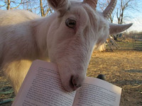 Ảnh hài: Năm Mùi ngắm ảnh... dê