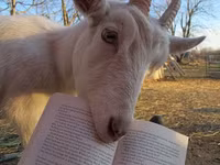 Ảnh hài: Năm Mùi ngắm ảnh... dê