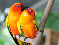 Chùm ảnh đẹp về tình yêu của các loài vật ảnh 14