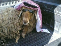 Ảnh hài: Năm Mùi ngắm ảnh... dê