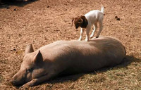 Ảnh hài: Năm Mùi ngắm ảnh... dê