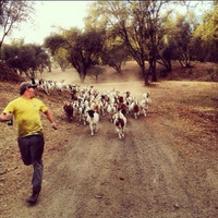 Ảnh hài: Năm Mùi ngắm ảnh... dê