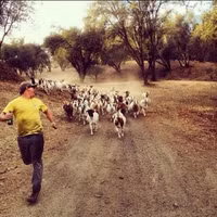 Ảnh hài: Năm Mùi ngắm ảnh... dê