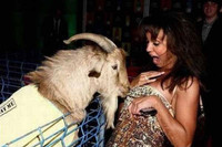 Ảnh hài: Năm Mùi ngắm ảnh... dê