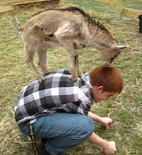 Ảnh hài: Năm Mùi ngắm ảnh... dê