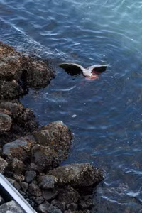 Mòng biển vật vã quyết chiến với bạch tuộc ảnh 8