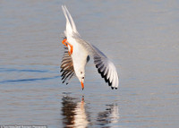 Mòng biển vật vã quyết chiến với bạch tuộc ảnh 2