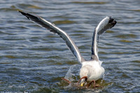 Mòng biển vật vã quyết chiến với bạch tuộc ảnh 6