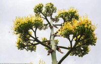 Cây xương rồng khổng lồ 100 năm ra hoa một lần ảnh 3 Cây xương rồng khổng lồ 100 năm ra hoa một lần