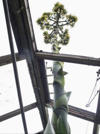 Cây xương rồng khổng lồ 100 năm ra hoa một lần ảnh 2 Cây xương rồng khổng lồ 100 năm ra hoa một lần