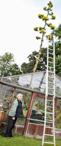 Cây xương rồng khổng lồ 100 năm ra hoa một lần ảnh 5 Cây xương rồng khổng lồ 100 năm ra hoa một lần