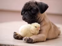 Sửng sốt với tình bạn đặc biệt giữa gà và chó ảnh 1