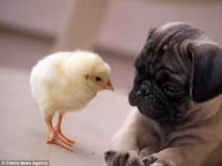 Sửng sốt với tình bạn đặc biệt giữa gà và chó ảnh 4