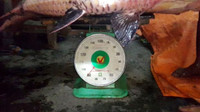 Chùm ảnh vây bắt cá hô nặng 90 kg trong đêm ảnh 3