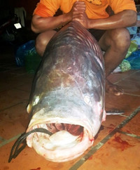 Chùm ảnh vây bắt cá hô nặng 90 kg trong đêm ảnh 7