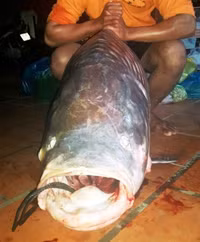 Chùm ảnh vây bắt cá hô nặng 90 kg trong đêm ảnh 7