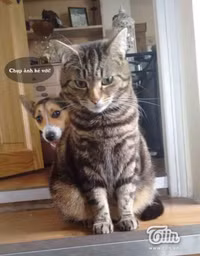 Ảnh vui Khi cô dâu quậy