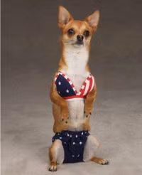 Thú cưng mặc bikini đi tắm biển ảnh 6