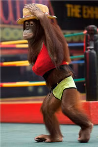 Thú cưng mặc bikini đi tắm biển ảnh 10