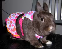 Thú cưng mặc bikini đi tắm biển ảnh 3