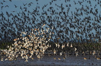 Cảnh tượng đáng kinh ngạc của hàng nghìn con chim khi thủy triều lên ảnh 1