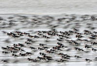 Cảnh tượng đáng kinh ngạc của hàng nghìn con chim khi thủy triều lên ảnh 2