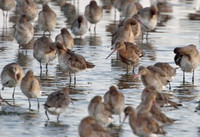 Cảnh tượng đáng kinh ngạc của hàng nghìn con chim khi thủy triều lên ảnh 4