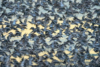 Cảnh tượng đáng kinh ngạc của hàng nghìn con chim khi thủy triều lên ảnh 5