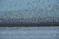 Cảnh tượng đáng kinh ngạc của hàng nghìn con chim khi thủy triều lên ảnh 7