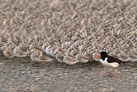 Cảnh tượng đáng kinh ngạc của hàng nghìn con chim khi thủy triều lên ảnh 6