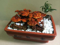 Nấm linh chi bonsai giá bạc triệu: Hàng “độc” chơi Tết ảnh 2 Nấm linh chi bonsai giá bạc triệu: Hàng “độc” chơi Tết ảnh 2