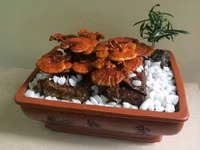 Nấm linh chi bonsai giá bạc triệu: Hàng “độc” chơi Tết ảnh 2