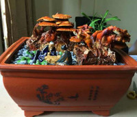 Nấm linh chi bonsai giá bạc triệu: Hàng “độc” chơi Tết ảnh 1 Nấm linh chi bonsai giá bạc triệu: Hàng “độc” chơi Tết ảnh 1